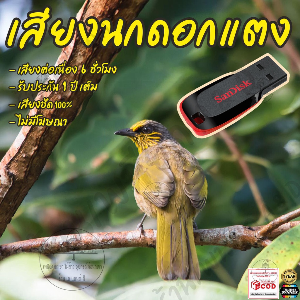 เสียงต่อ-นกดอกแตง-ยาว6ชั่วโมง-ไม่มีโฆษณา-แฟลชไดร์ฟ-flash-drive-มีเก็บเงินปลายทาง