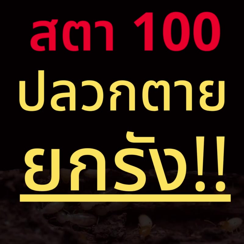 สตา100-น้ำยากำจัดปลวก-ยากำจัดปลวก-ยาปลวก-ฟิโพรนิล5-สูตรน้ำไม่มีกลิ่น-ปลวกติดเชื้อตายยกรัง-กำจัดปลวก