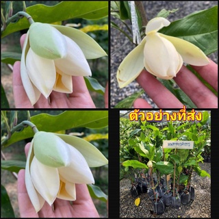 (1ต้น)(vาย ต้นพันธุ์) ต้น ดอก มณฑาทองคำขาว ต้นมณฑาทองคำขาว มณฑา ทองคำขาว ต้นมณฑา ณฐมน
