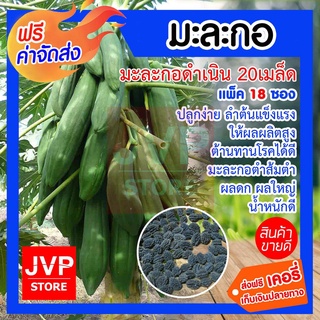 **ส่งฟรี**มะละกอดำเมล็ด มีให้เลือก(Papaya seeds) ปลูกง่าย ลำต้นแข็งแรง ให้ผลผลิต（นี่มันเมล็ดพืช ไม่ใช่พืช!）