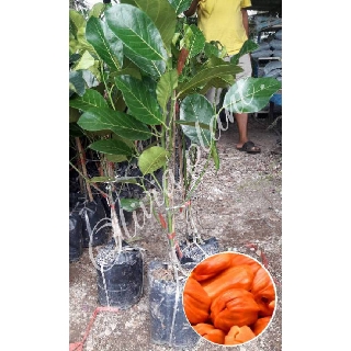 ต้นขนุนพันธุ์แดงสุริยา ขนาดต้นสูง 60-70 cm. (1ต้น/แพ็ค)