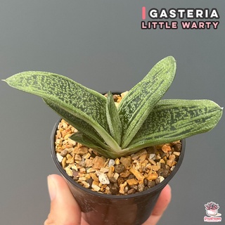 Gasteria Little Warty ไม้อวบน้ำ กุหลาบหิน Cactus&amp;Succulent หลากหลายสายพันธุ์