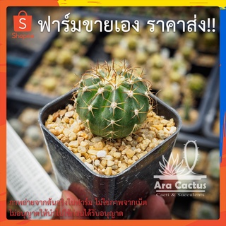 สวนขายเอง! เมโลแคระ Melocactus spp. ไซส์กระถาง 2 นิ้ว แคคตัส กระบองเพชร ต้นไม้ประดับ อวบน้ำ แคนตัส