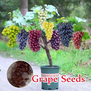 อินทรีย์ ต้น ดอก/ปลูกง่าย ปลูกได้ทั่วไทย ของแท้ 100% 100pcs Mixed Varieties Sweet Grape Seeds Fruit Seed พันธ 3LIH