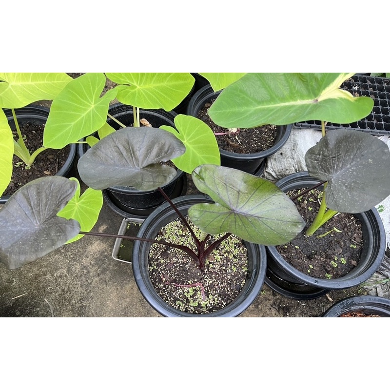 colocasia-kona-coffee