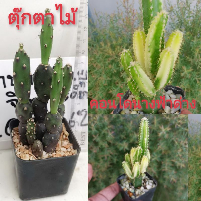 โอพันเทีย-เอลาต้า-opuntia-elata-คอนโดนางฟ้า-คอนโดนางฟ้าด่าง-แคสตัส-กระบองเพชร-ตุ๊กตาไม้-ไม้อวบน้ำ