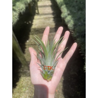 Ionantha(ไอโอนันทา).