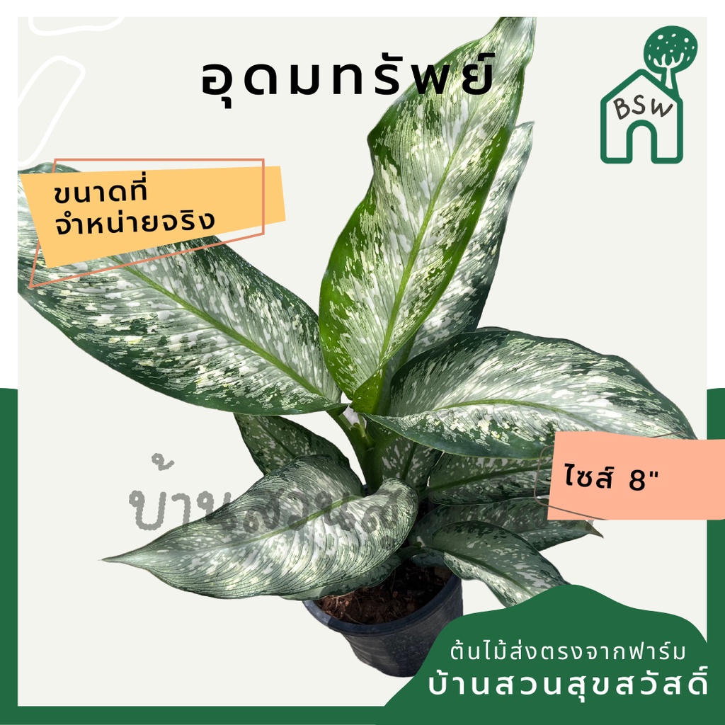 อุดมทรัพย์-กระถาง-8-นิ้ว-ต้นใหญ่-ต้นอุดมทรัพย์-ต้นไม้มงคล-มาในกระถางพร้อมตั้ง