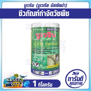 บูเวริน (Beauveria bassiana) 1 กิโลกรัม บูเวเรีย บัสเซียน่า ยาเชื้อชีวภัณฑ์ สารชีวภาพ เชื้อแบคทีเรีย สารเชื้อจุลินทรีย์