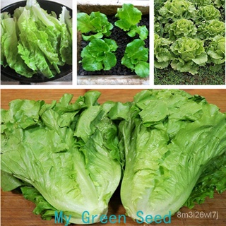 （เมล็ดพันธุ์ ถูก คละ）เมล็ดพันธุ์ผักกาด（Salad Lettuce Looseleaf seed）100เมล็ดพันธุ์คุณภาพ เมล็ดพันธุ์คุณภา เมล็ดพั 2SED