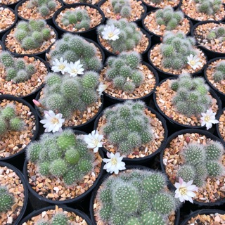 รีบูเทีย ดอกขาว ไม้ฟอร์มกอ ดอกน่ารัก แคคตัส จากฟาร์ม cactusdreamyok ต้นไม้ กระบองเพชร cactus