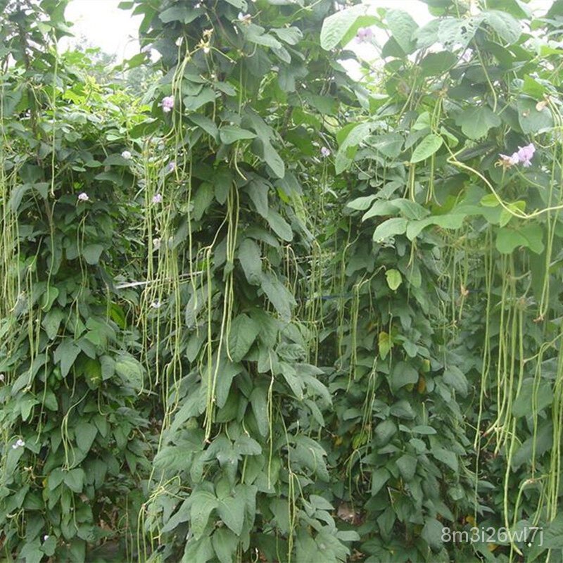 เมล็ดพันธุ์-ถูก-คละ-50ชิ้น-แพ็ค-long-bean-seeds-คุณค่าทางโภชนาการที่ดีต่อและสูง-เมล็ดพันธุ์ผัก-ผักสวนครัว-ไม้ประดับ-veg