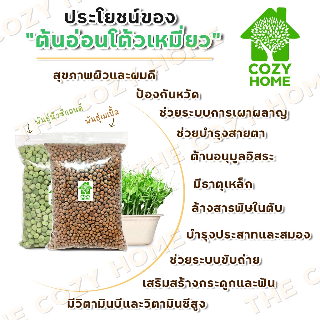 ชุดปลูกต้นอ่อนโต้วเหมี่ยว-cozy-home-ต้นอ่อนหัวไชเท้า-เมล็ดเพาะงอก-เมล็ดพันธุ์ผัก-ชุดพร้อมปลูกผัก-เมล็ดโต้วเหมี่ยว