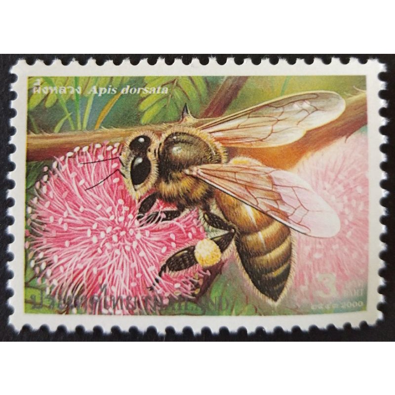 ภาพสินค้าปี 2543 ชุดผึ้งชนิดต่างๆ จากร้าน sazinoo บน Shopee ภาพที่ 2