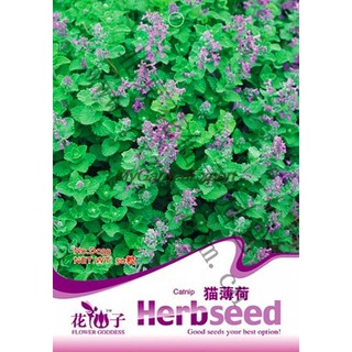 ภาพหน้าปกสินค้าเมล็ดต้นกัญชาแมว Nepeta Cataria catt66 ที่เกี่ยวข้อง