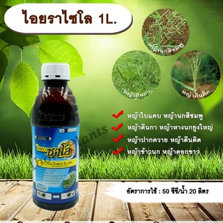 ไอยราซาโล 1L. ควินซาโลฟอบ-พี-เอทิล กำจัดหญ้าใบแคบ ในพืชประธานใบกว้าง หญ้าตีนติด ตีนกา หญ้านกสีชมพู หญ้า allaboutplants