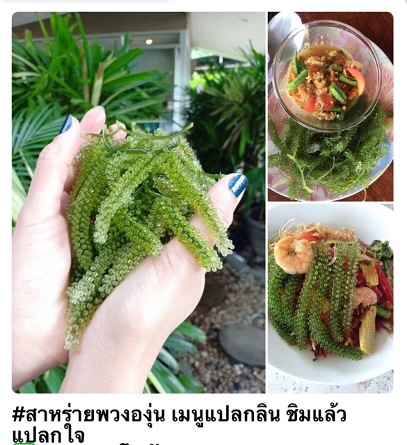 สาหร่ายพวงองุ่น-กรีนคาเวียร