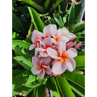 ลีลาวดีสีชมพู อรทัยพิงค์#ลีลาวดี (Plumeria)#ดอกลีลาวดี ส่งพร้อมกระถาง 10 นิ้ว