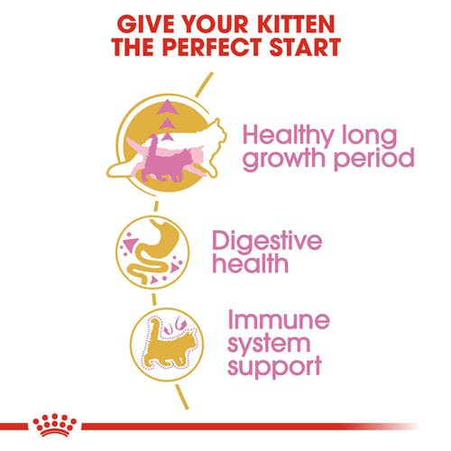 แบ่งขาย-royal-canin-maine-coon-kitten-1-กิโลกรัม-แมว-เมนคูน-เด็ก