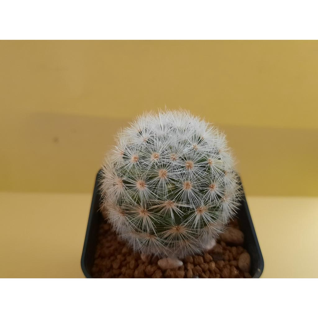 แมมมิลาเรีย-คามิเน่ขาว-mammillaria-carmenae-แคคตัส-ไม้สะสม-ไม้เมล็ด-สวยๆ