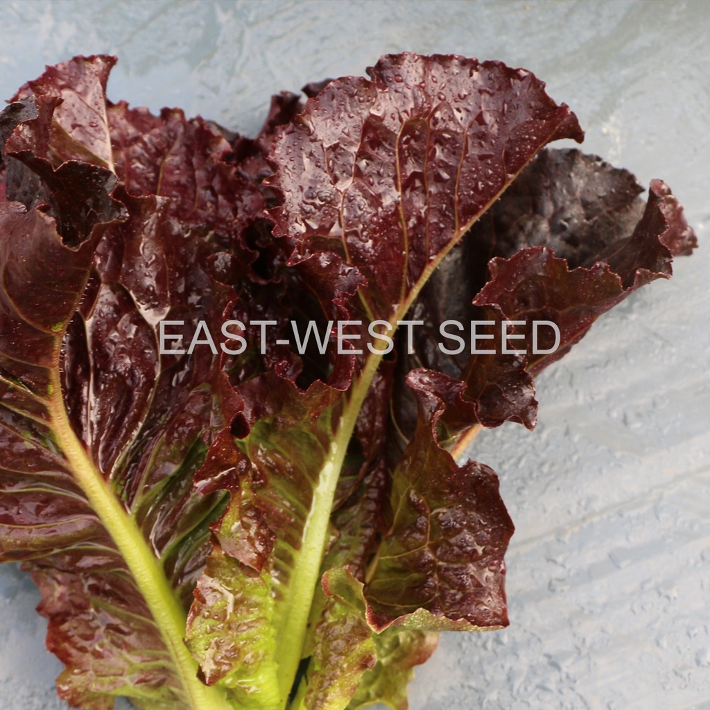 ศรแดง-เมล็ดพันธุ์ผักสลัด-รูบีคอส-east-west-seed-เมล็ดพันธุ์ผัก-เมล็ดพันธุ์-ผักสวนครัว-ตราศรแดง