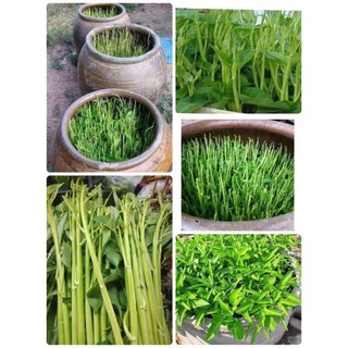 🌿พร้อมส่ง 🌿เมล็ดพันธุ์ผักบุ้งแก้ว 1ซอง 100 เมล็ดปลูกครั้งเดียวเก็บขายเก็บกินได้ตลอดทั้งปี ปลูกง่ายโตเร็วผ