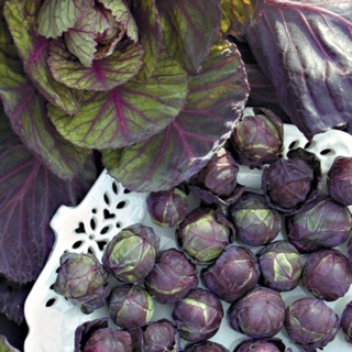 ภาพหน้าปกสินค้าเมล็ดกระหล่ำดาวม่วง Purple Brussels Sprout ที่เกี่ยวข้อง