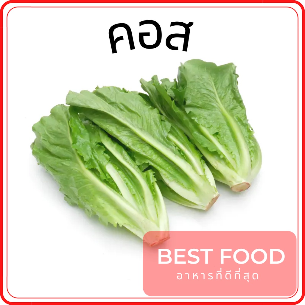 ผักสลัดคอสอินทรีย์-ผักสลัด-romaine