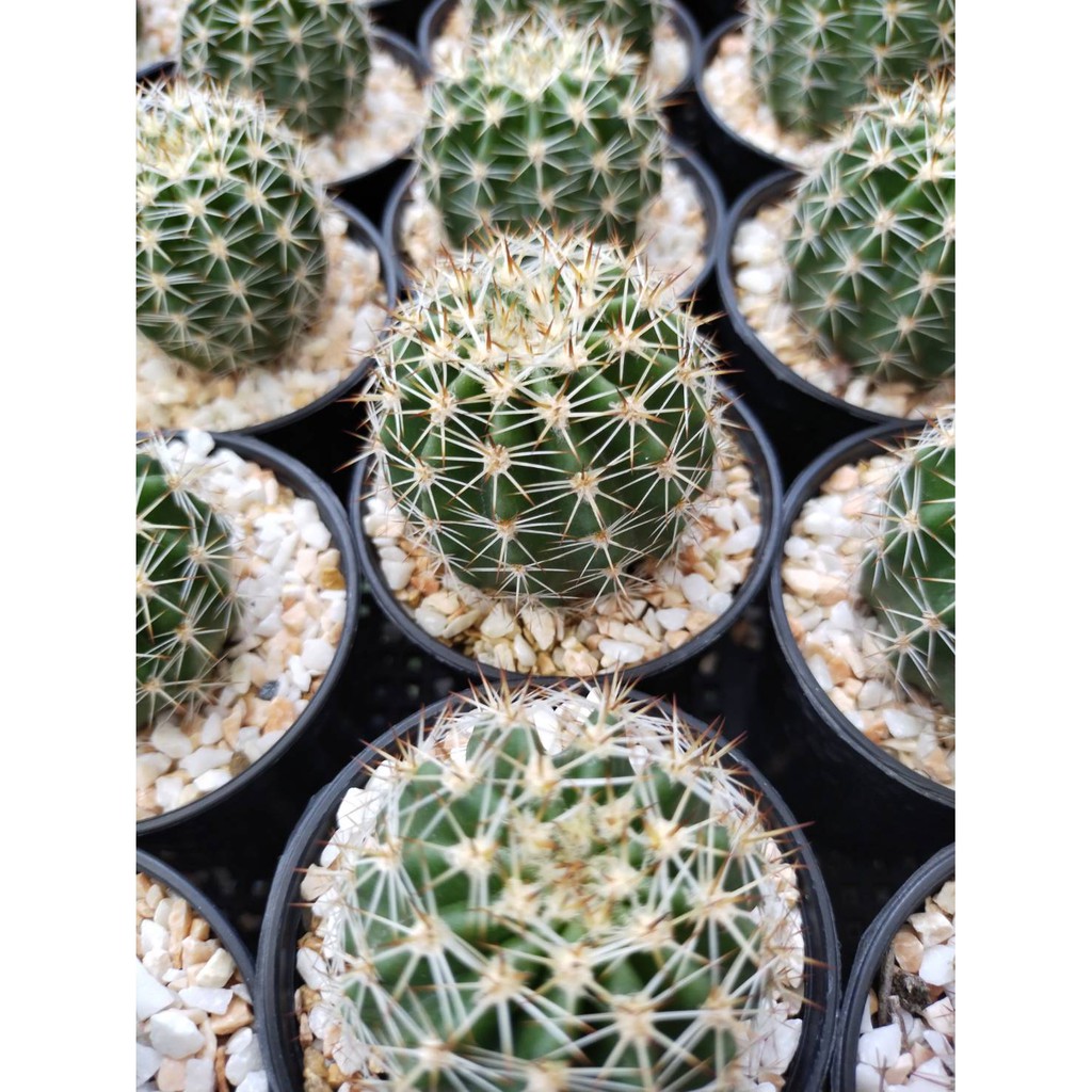 อิชินอปซิส-ซิลเวสตริอาย-echinopsis-successful-spec