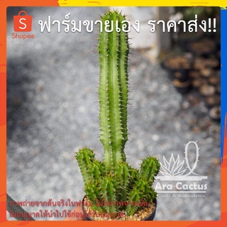 สวนขายเอง! ยูโฟเบีย Euphorbia enopla ฟอร์มกอ ไซส์กระถาง 3 นิ้ว แคคตัส กระบองเพชร ต้นไม้ประดับ อวบน้ำ แคนตัส