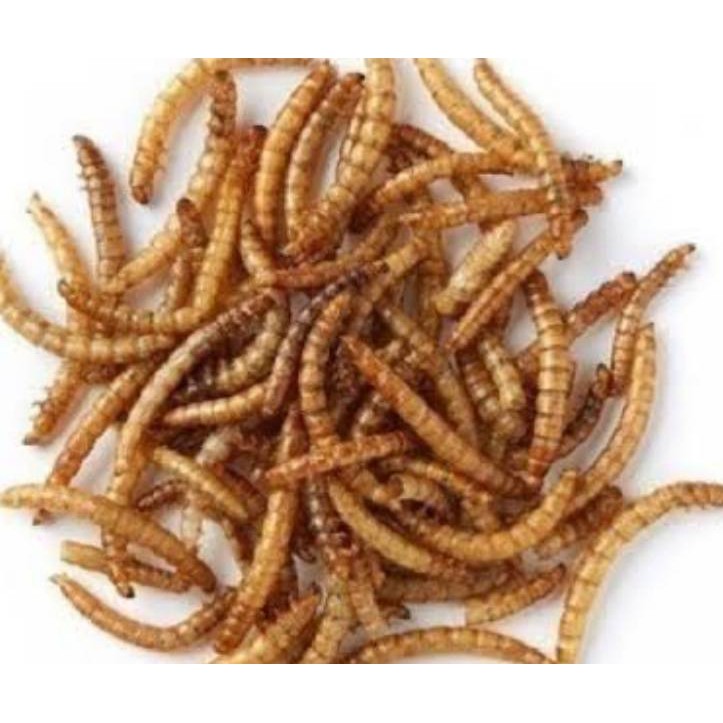 jolly-dried-mealworms-หนอนอบแห้ง-หนอนนก-อบแห้ง