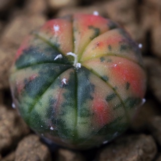 🌵Astrophytum Asterias แอสโตรด่าง ไม้เมล็ด