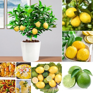 （เมล็ดพันธุ์ ถูก คละ）สปอตประเทศไทย 20Pcs/bag Rare Lemon Tree ไม้ประดับมงคล Indoor Outdoor Garden Fruit Seeds Flower Seed
