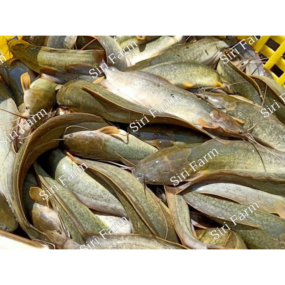 อาหารปลาเล็ก-9961แอล