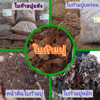 สินค้า ใบก้ามปู 1 กิโลกรัม ใบก้ามปูหมัก ใบก้ามปูร่อนละเอียด ดินปลูกกัญชา ดินใบก้ามปูบดร่อน เกรดพรีเมี่ยมคัดก่อนส่งทุกออเดอ