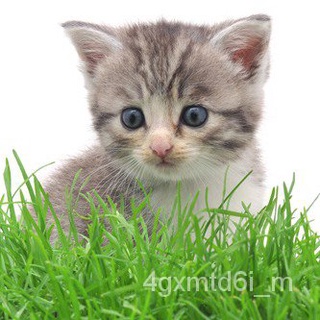 (ผู้ค้าส่งเมล็ดพันธุ์) หญ้าแมว 100 เมล็ดถูกที่สุด 9 บ. ออร์แกนิคงอกง่าย โตไว☘️พุ่มใหญ่ต้นอ่อนข้าวสาลีพร้อมปลูกต้นฟอกอากา