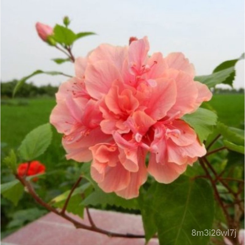 เมล็ดพันธุ์-ถูก-คละ-เมล็ดพันธุ์-ชบา-ต้นชบา-บอนสี-hibiscus-flower-seeds-บรรจุ100-เมล็ด-เมล็ดดอกไม้-บอนไซ-ต้นไม้-ไม้ประดั