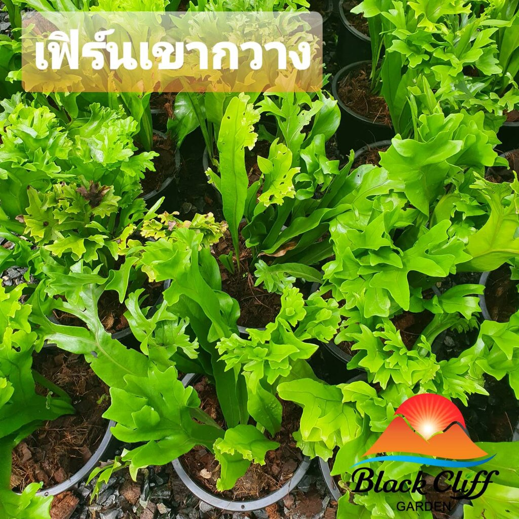 เฟิร์นเขากวาง-blackcliffgarden-ไม้ใบ-ไม้ในร่ม