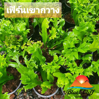 เฟิร์นเขากวาง blackcliffgarden ไม้ใบ ไม้ในร่ม