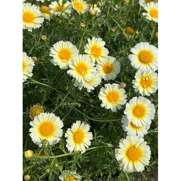 เมล็ดพันธุ์เดซี่การ์แลนด์สีขาวโทนเหลือง | Shopee Thailand