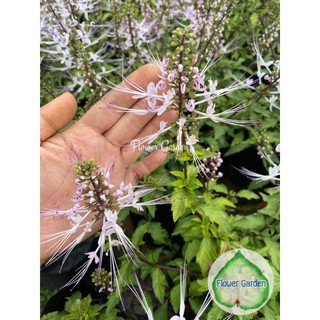 Flower Garden F249 🍃Cat’s whiskers หญ้าหนวดแมว สมุนไพรรักษาความดัน เบาหวาน นิ่ว ขับสารพิษ🐱Java tea/Kidney tea plant