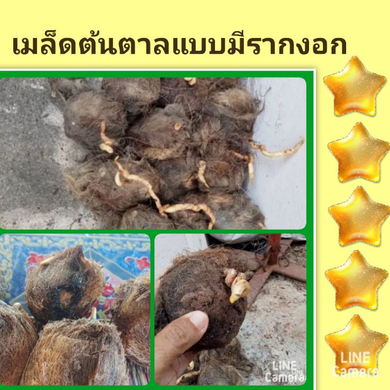 เมล็ดพันธุ์ต้นตาลโตนดแบบมีรากงอก-เมล็ดพันธุ์ต้นตาล-ชุดล่ะ-2-เม็ด