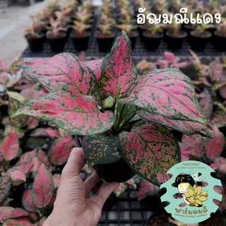 อโกลนีมา อัญมณีแดง Aglaonema "Red Anyamanee" 5-7ใบ กระถาง 5"