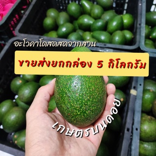 ภาพหน้าปกสินค้า[ขายส่ง] อโวคาโดคัดส่งอย่างดี (ยกถุง 5 กิโลกรัม)เก็บสดใหม่จากสวนบนดอย ซึ่งคุณอาจชอบสินค้านี้