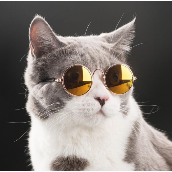 แว่นตาแมว สีสันสดใส เพื่อความน่ารัก สดใส ของน้องแมว | Shopee Thailand