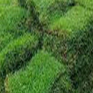 หญ้าจริง หญ้าปูพื้นจริง หญ้าสนาม หญ้าปูพื้นสนาม หญ้าสนามฟุตบอล