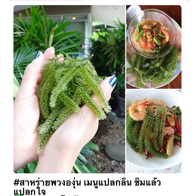 สาหร่ายพวงองุ่น-องุ่นทะเล-น้ำจิ้มซีฟู้ด