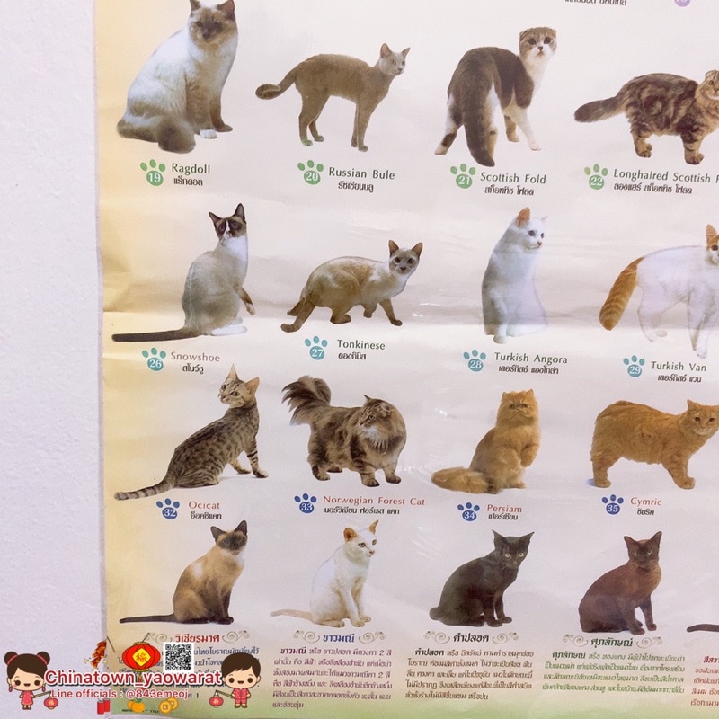 โปสเตอร์-my-cat-แมวพันธุ์ต่างๆ-ทาสแมว-โปสเตอร์สื่อการเรียนรู้-วิเชียรมาศ-ขาวมณี-สีสวาท-ลูกแมว-แมวโลกน่ารู้