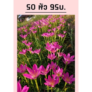 บัวดินพื้นบ้าน พันธุ์โรเซีย(สีชมพู) และ เฟริสเลิฟ(สีขาว) 50 หัว