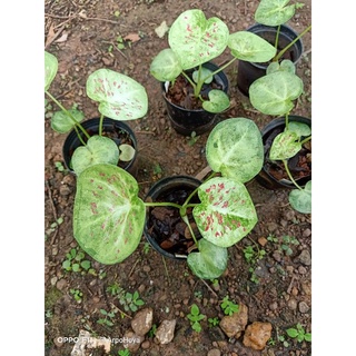 florida beauty caladium บอนสี บอนด่าง บอนป้าย